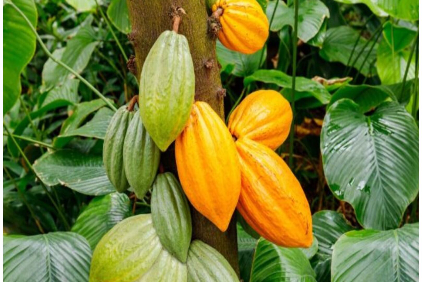 Côte d’Ivoire: INP-HB and Harvard lay the groundwork for a strategic scientific partnership on cocoa farming